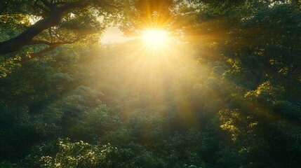 Sunbeams Illuminating Lush Forest Canopy Sunlight