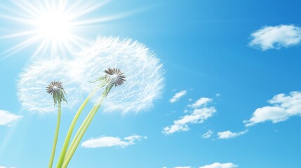 Sunny Day Dandelions Seeds, Blue Sky Background