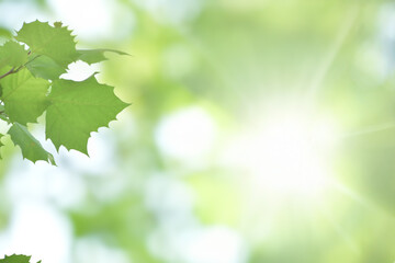 Young tree leaves on a light green background