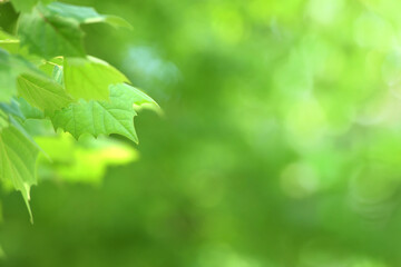 Young tree leaves on a light green background