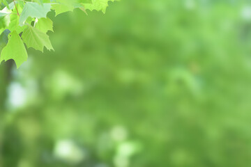 Young tree leaves on a light green background