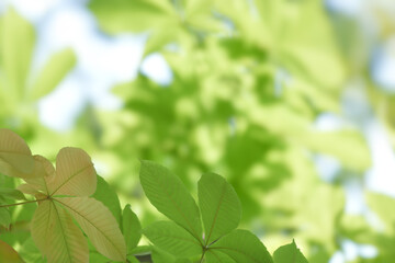 Young tree leaves on a light green background
