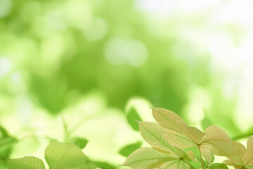 Young tree leaves on a light green background