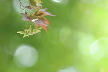 Young tree leaves on a light green background