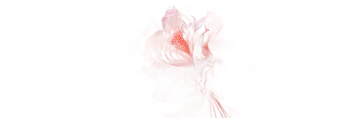 Fototapeta premium A soft pink rhododendron flower against a transparent background.