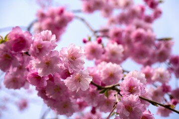 八重桜