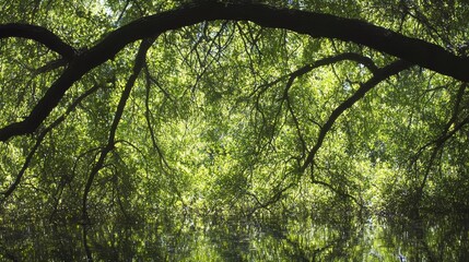 Tranquil Water Reflection Beneath Lush Green Canopy