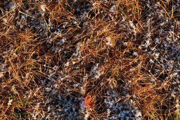 山の麓の霜がついた落ち葉