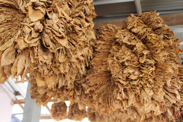 
The tobacco plant (Nicotiana tabacum) is a hardy, herbaceous plant that belongs to the nightshade family, Solanaceae. It is cultivated primarily for its large, broad leaves, which contain nicotine