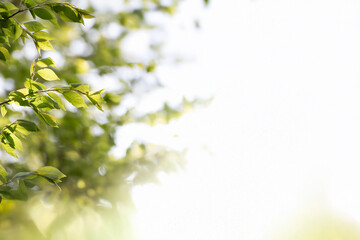 Young tree leaves on a light green background