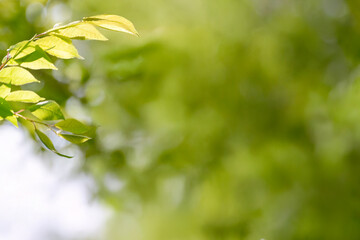 Young tree leaves on a light green background