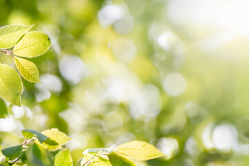 Young tree leaves on a light green background