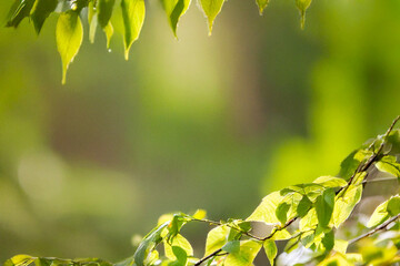 Young tree leaves on a light green background