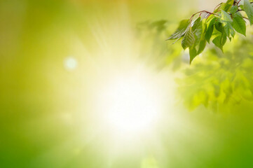 Young tree leaves on a light green background