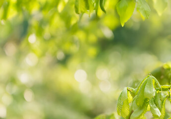 Young tree leaves on a light green background