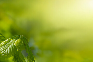 Young tree leaves on a light green background