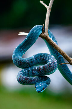 viper on the tree