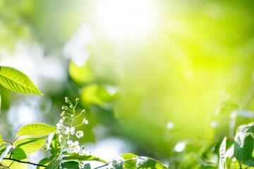 Young tree leaves on a light green background