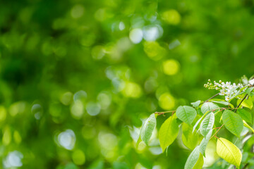 Young tree leaves on a light green background