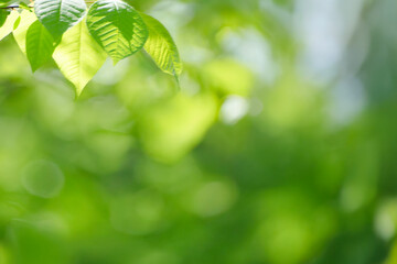 Young tree leaves on a light green background