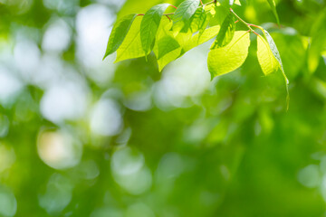 Young tree leaves on a light green background