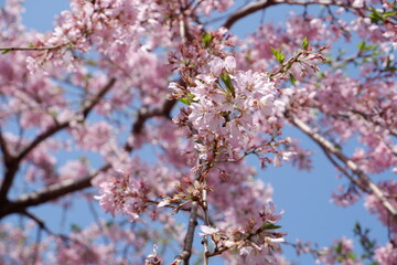 The sakura flower blomming in spring