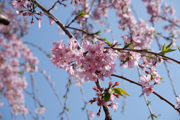 The sakura flower blomming in spring