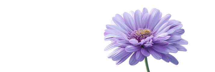 Obraz premium A striking purple aster flower against a transparent background.