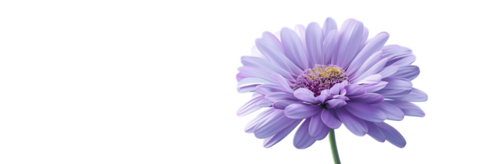 A striking purple aster flower against a transparent background.