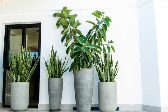 macetas grandes de jardin con plantas verdes deficus elastica y sansevieria en fondo blanco
