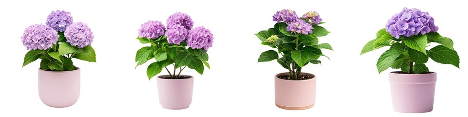 Obraz premium Flower pot isolated collection concept. Four potted hydrangea plants with vibrant purple blooms, arranged in pink pots, showcasing their lush green leaves.