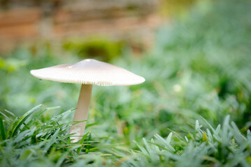 solitary mushroom stands tall amidst a bed of lush green grass, its delicate cap and slender stem contrasting with the surrounding foliage