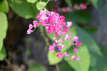 A delicate cluster of pink flowers intertwined on a vine, with a bee busily gathering nectar