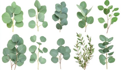 Collection of Eucalyptus Leaves and Greenery:  A Variety of Fresh Green Foliage Branches Isolated on White Background