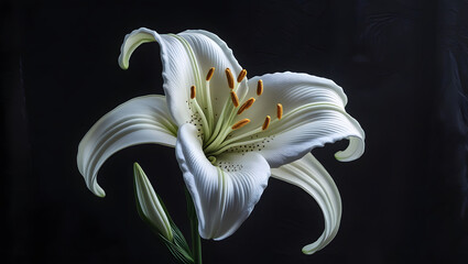 Elegant White Lily with Silky Petals and Golden Stamens on Black Background