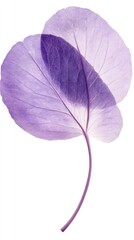 Obraz premium Delicate Lavender Petals: A Study in Botanical Beauty and Elegance