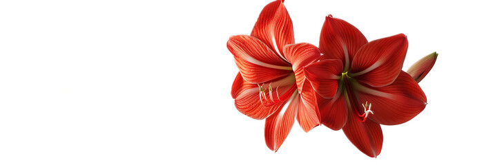 A vibrant red amaryllis flower against a transparent background.
