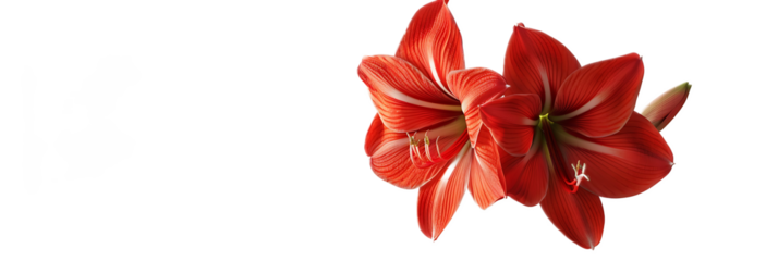 A vibrant red amaryllis flower against a transparent background.