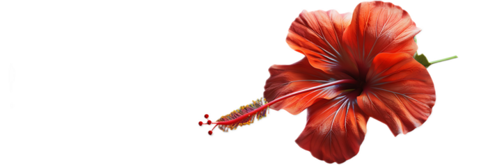 A vibrant red hibiscus flower against a transparent background.