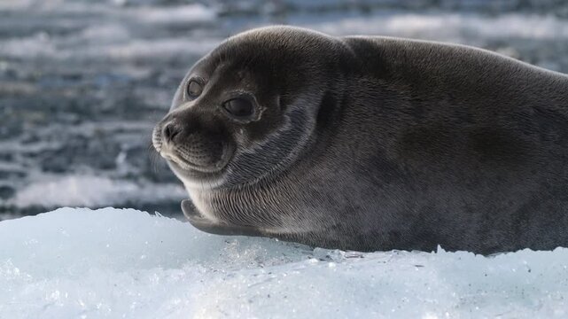 Portrait of a lone young seal resting on floating ice block in the arctic sea