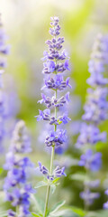 Fototapeta premium Lavender stalk in dreamy garden with soft focus and vibrant purple blooms for serene nature concept