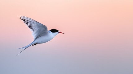Obraz premium bird photographed mid-flight with its wings spread against pastel-colored sky at sunrise