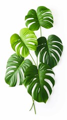 monstera plant leaves isolated on white background