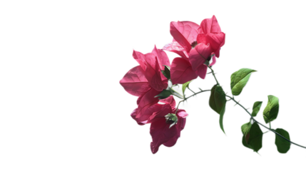 A bold magenta bougainvillea flower against a transparent background.
