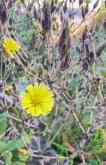 Cos lettuce flowers, small yellow flowers with wavy petal tips, romaine lettuce flowers blooming on salad plants.