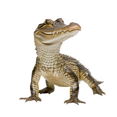 Obraz premium Realistic Portrait of a Crocodile Hybrid isolated on white or transparent background, png. Easy to place on any other background