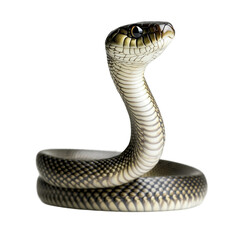 Realistic Snake Illustration on Neutral Background isolated on white or transparent background, png. Easy to place on any other background