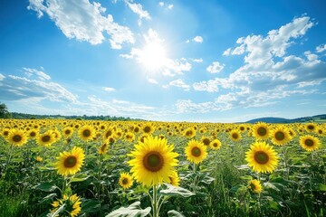 A sunflower field under a clear blue sky with scattered clouds, where the vibrant yellow blooms create a cheerful and uplifting scene