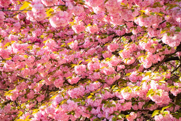 pink spring sakura blossom. spring sakura blooming on branch. photo of spring sakura bloom.