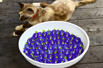 Drying bunga telang or butterfly pea flower. One of antioxidant flowers use for herbal drink and...